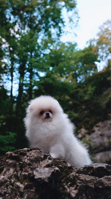 Предлагается к продаже очаровательный  щенок померанского шпица