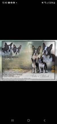 Boston Terrier ZKwP FCI,  samiec Dolar