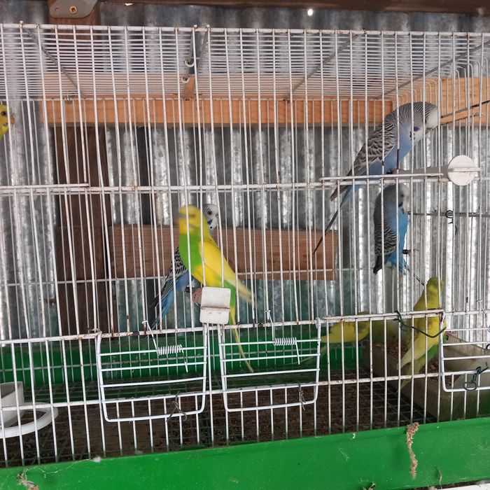 Vende-se piriquitos