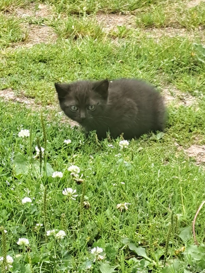 Urocza kotka szuka domu na jednym zdjęciu z matka. Je już sama.