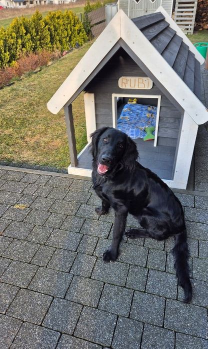 Buda dla psa z tarasem i oknem 180kg wysyłka cała PL