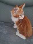 Maine Coon koteczka
