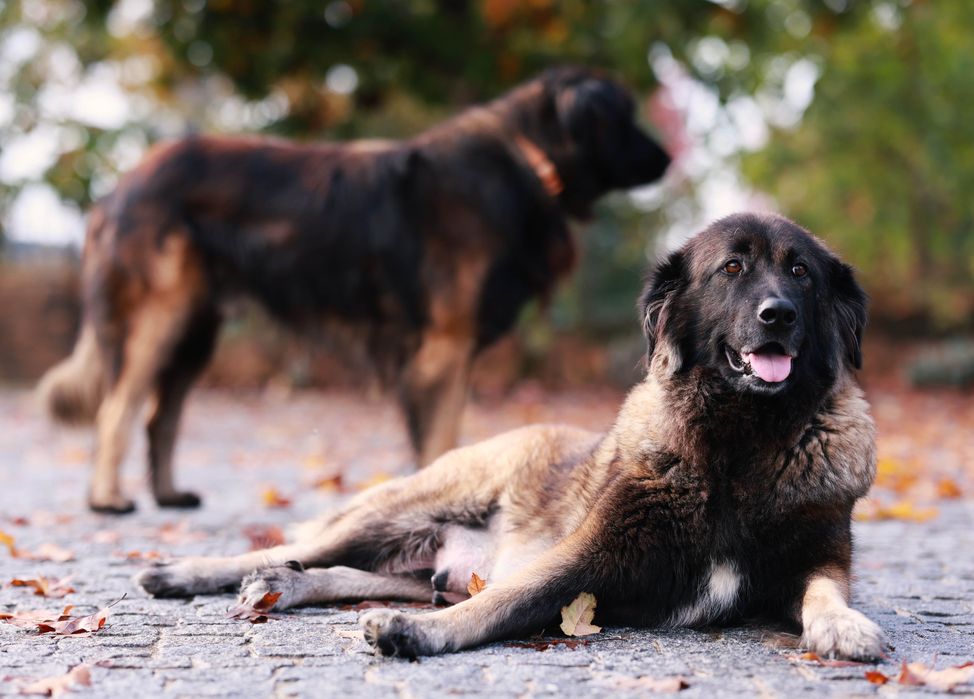 Cachorro, cães Serra da Estrela