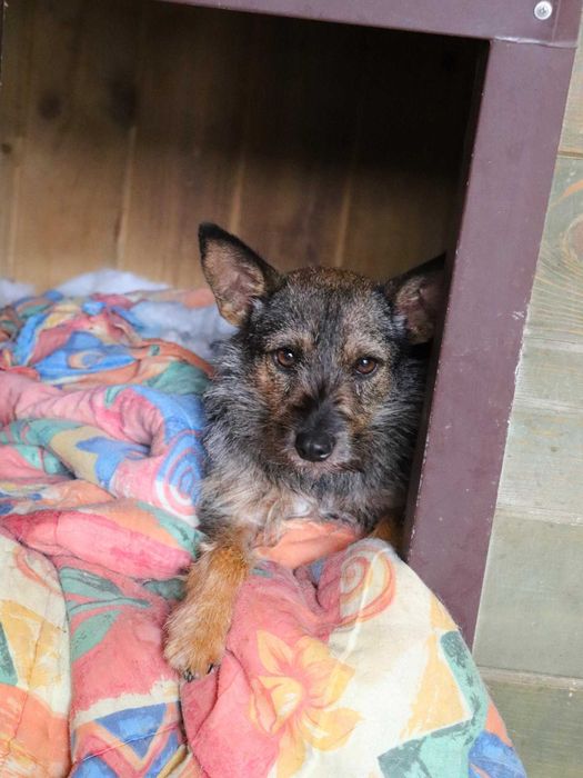 Pilne!Młoda, mała, nieśmiała suczka szuka dobrego domu