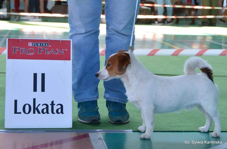 Jack Russell Terrier- piesek FCI