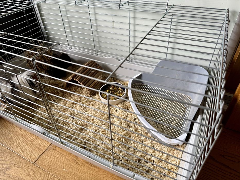 Świnki morskie peruwianki - długowłose. Razem z klatką.