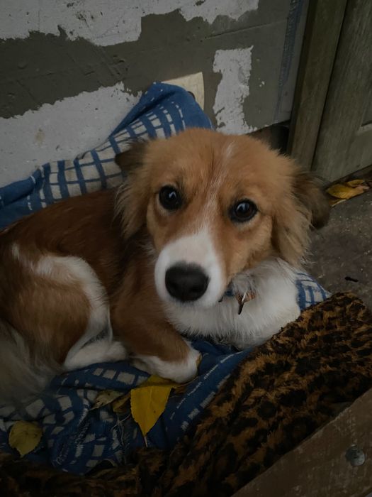 Стерилізована ніжна собачка до 2р. У хороші ручки