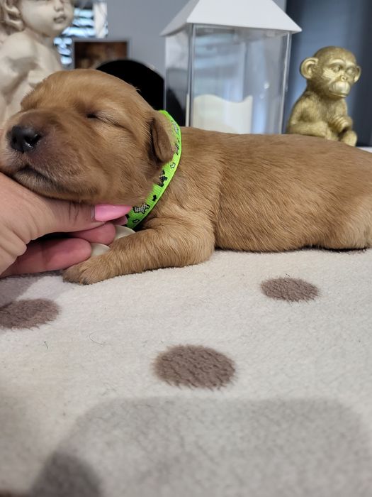 Golden retriever ciemno złote maluszki