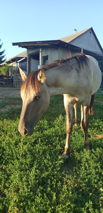 ogierek konik polski