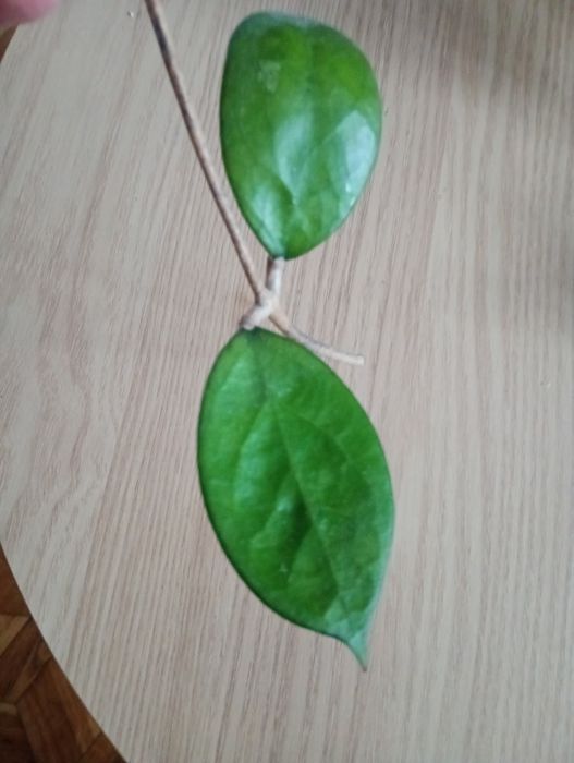 Hoya benchaii
Sadzonka cięta 
Posiada kilka węzłów i