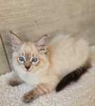 Przepiękny kocurek ragdoll