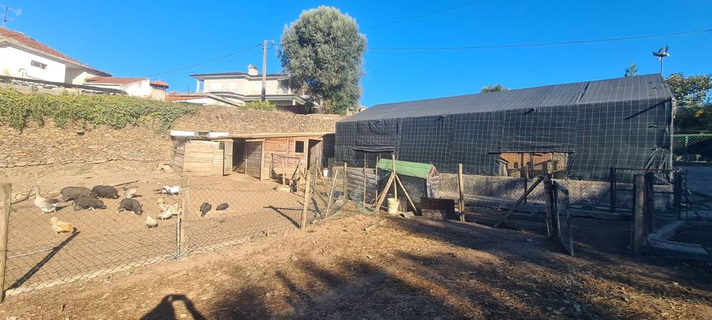 Quintinha em Ribeirão