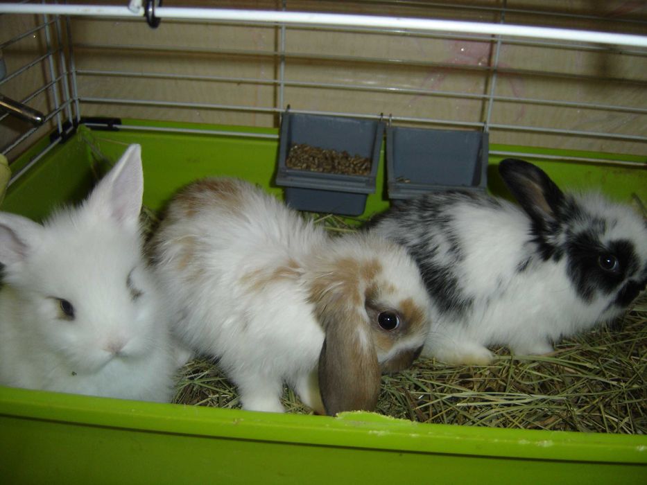 КРОЛИКИ  Декоративные. - Мини. Малыши. Красивые. Ручные.  и КЛЕТКИ.