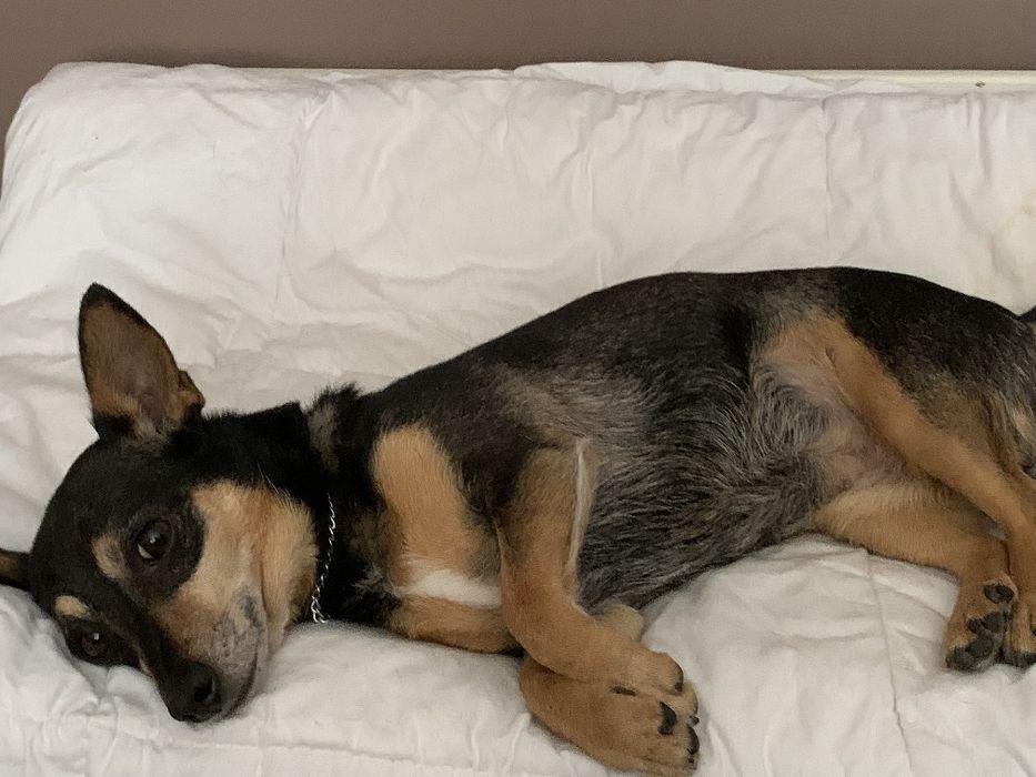 Suczka Vera do adopcji do dobrego domu.