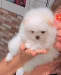 Spitz lulu  Pomerânia anão linhagem russa macho  lindo