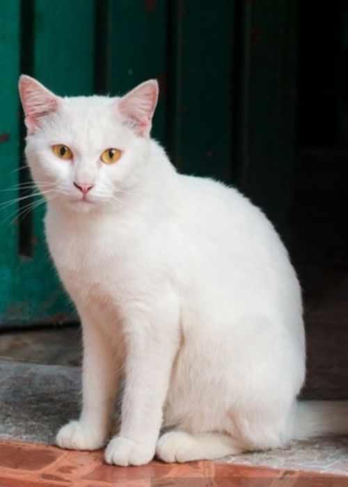 Загубились кішечка.