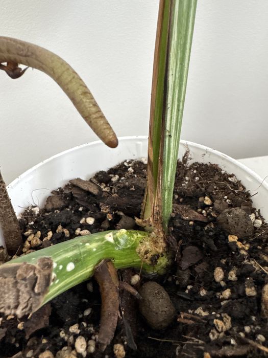 Monstera variegata ukorzeniona