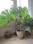 Monstera dziurawa