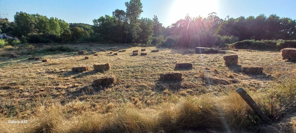 Palha nascidisa de 2025