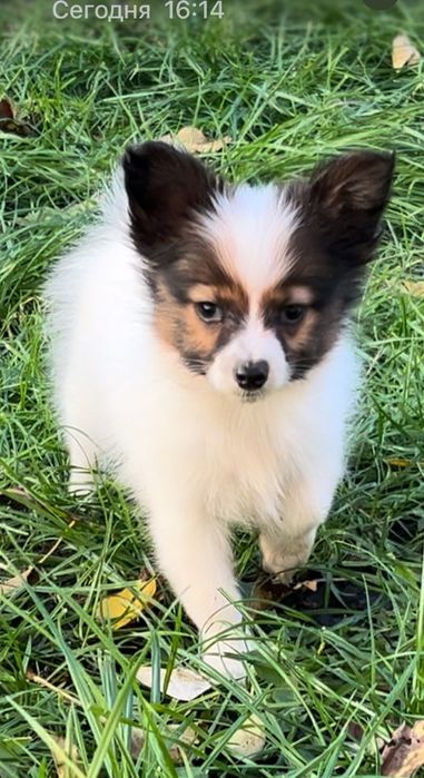 Щенки самой компанейской и красивой собачки папильон