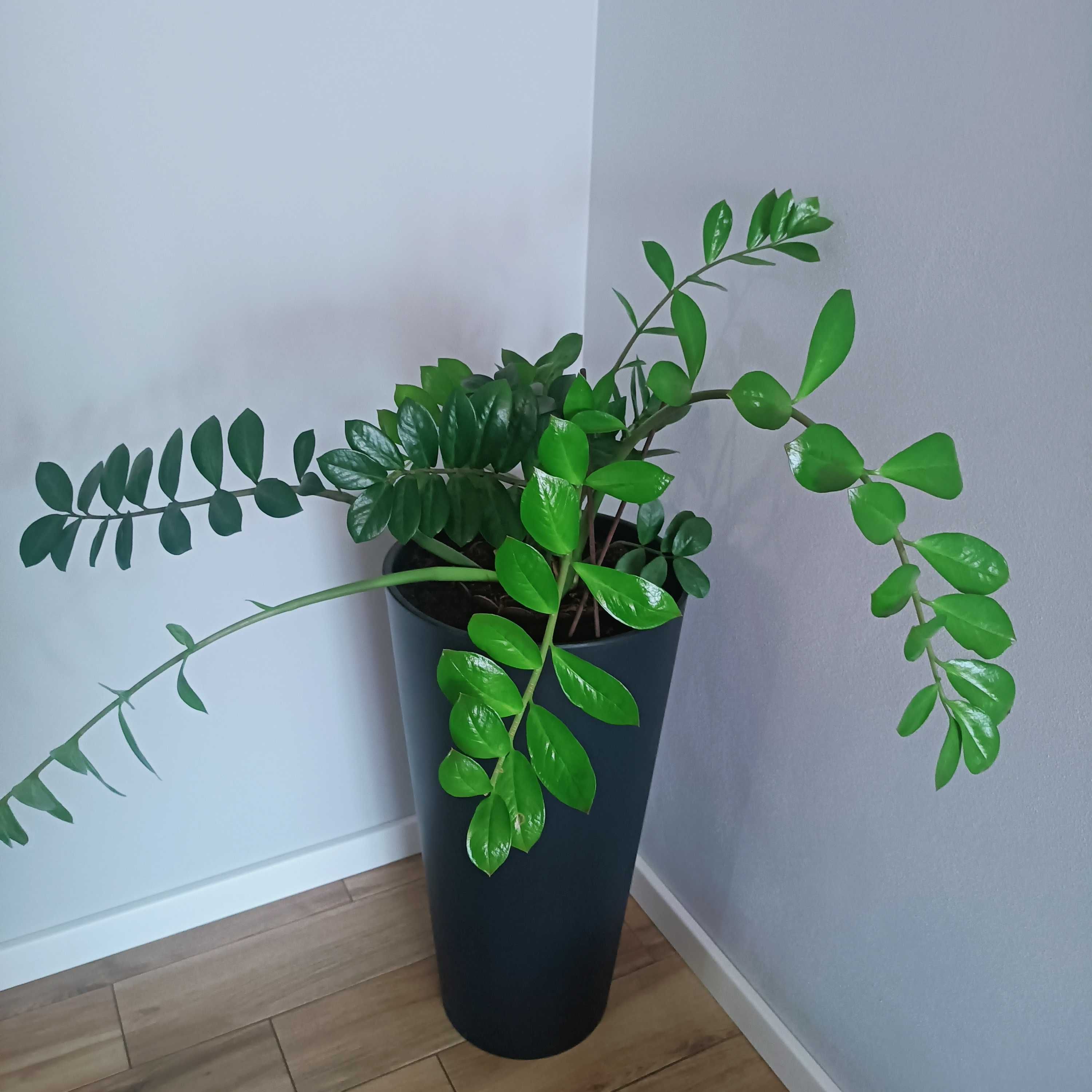 Kwiatek Zamiokulkas