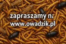 Owady karmowe świerszcze drewnojad macznik karaczan szarańcza