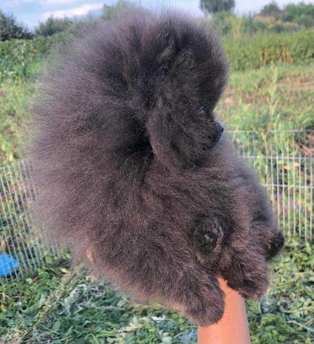 Spitz Alemão Anão/Lulu da Pomerânia MACHO AZUL com  LOP e AFIXO