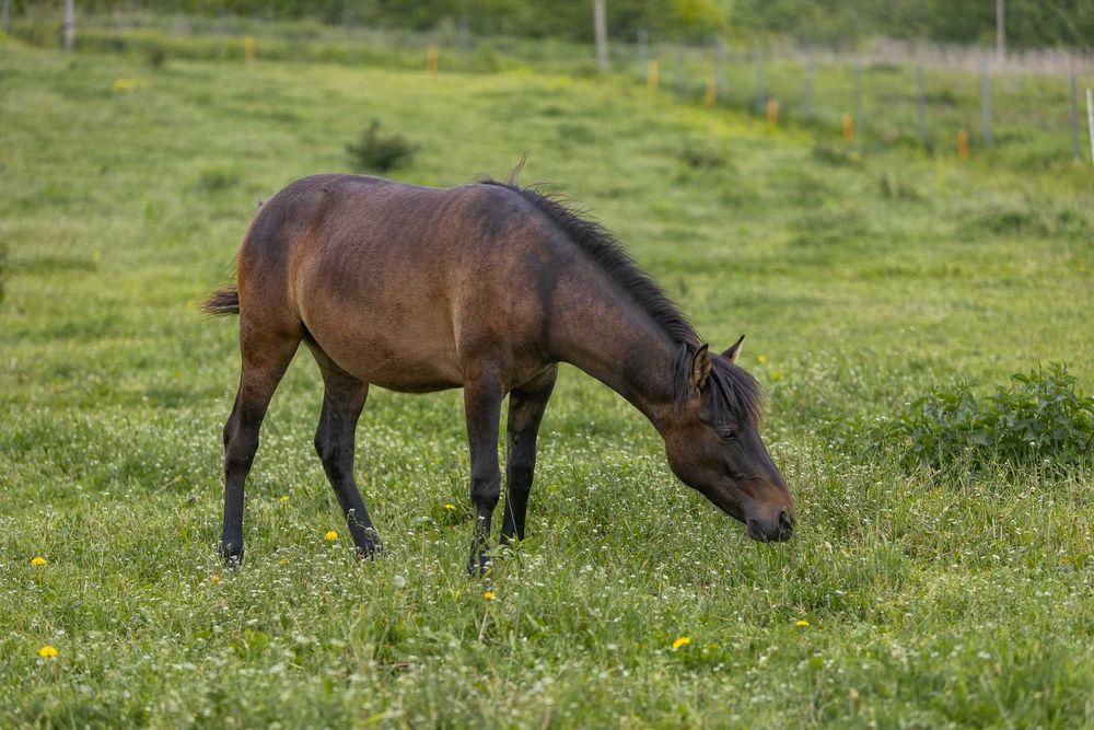 Roczna klacz huculska, hucuł.