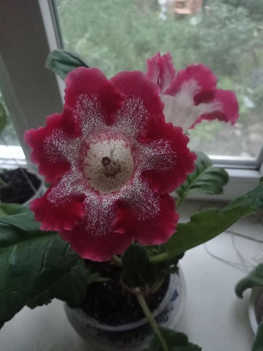 Семена красной тигровой глоксинии