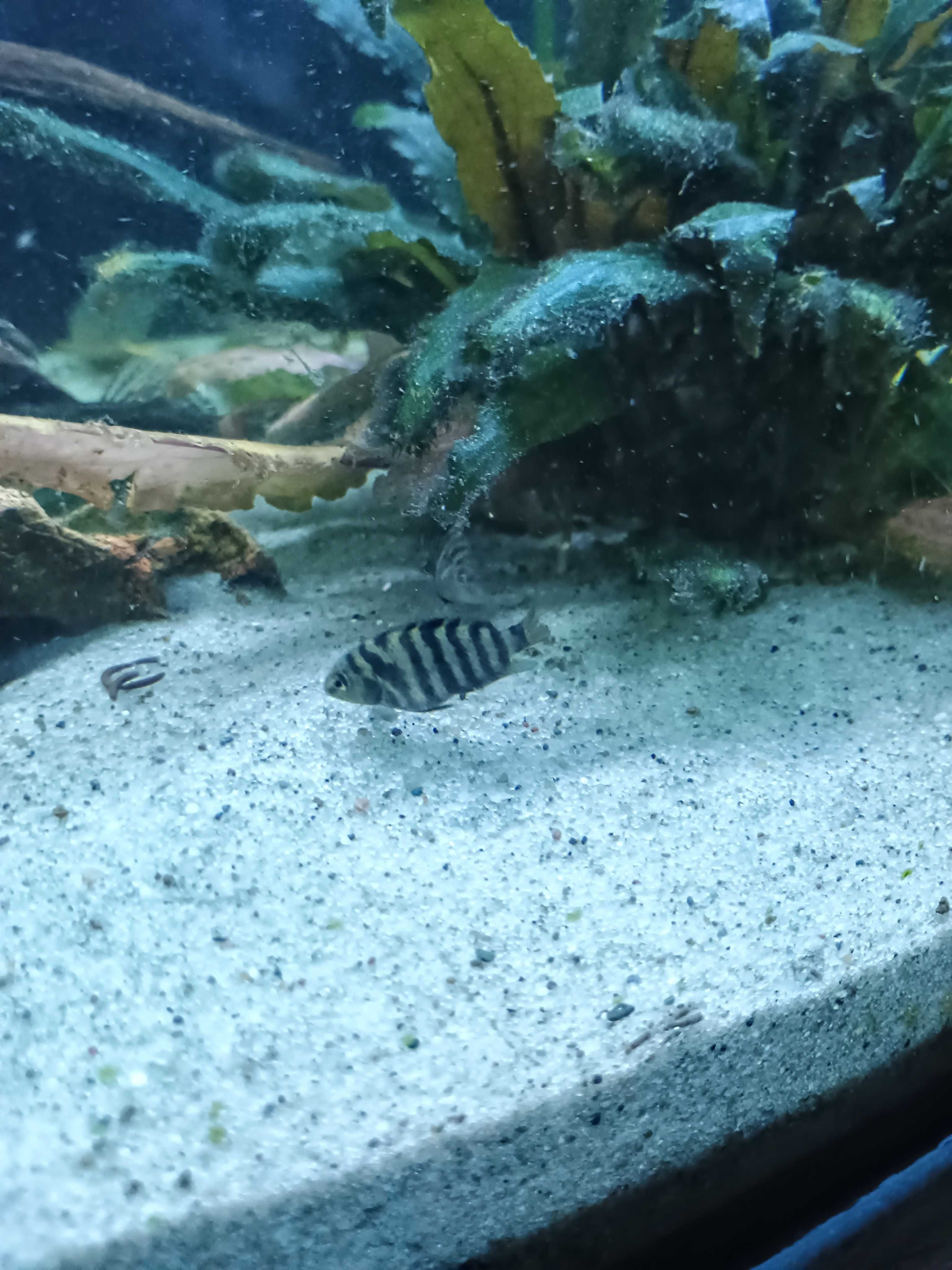 Młode rybki pielęgnica zebra narybek