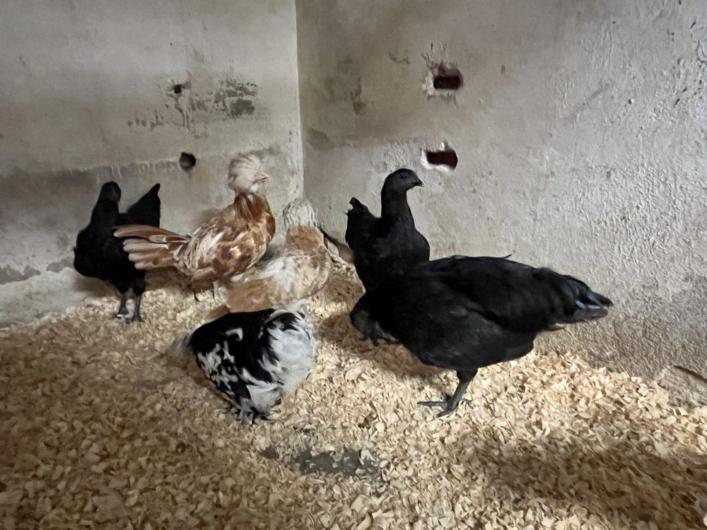 Trio de Ayam Cemani
