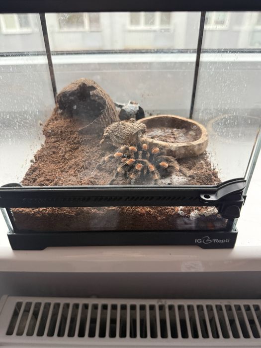 Ptasznik DC z terrarium.