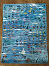 Плакат на стену тропические рыбы Tropical Reef Fishes