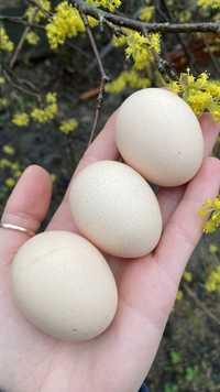 Інкубаційні яйця китайських шовкових