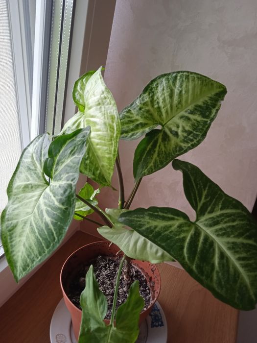 Кімнатні ліани 4в1