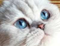 В'язка кіт скотіш фолд ns 1133 срібна шиншила-поінт з синіми очима
