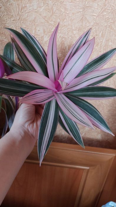 Традесканція нанук, фіолетово-біло-зелене листя