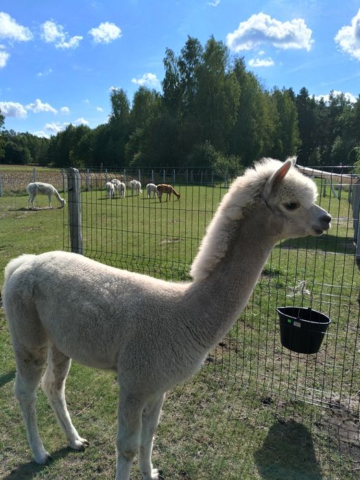 Alpaka, samiec 1,5 roku