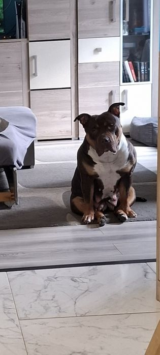 American bully XL suka