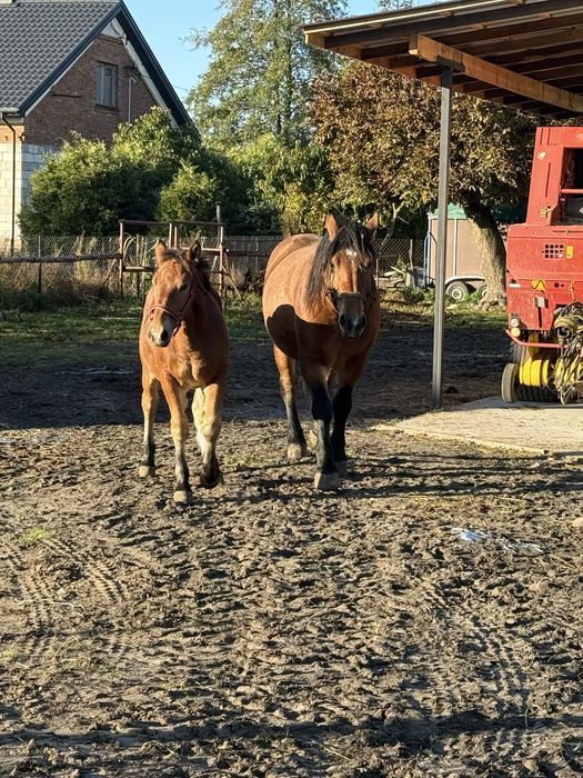 Klacz zimnokrwista