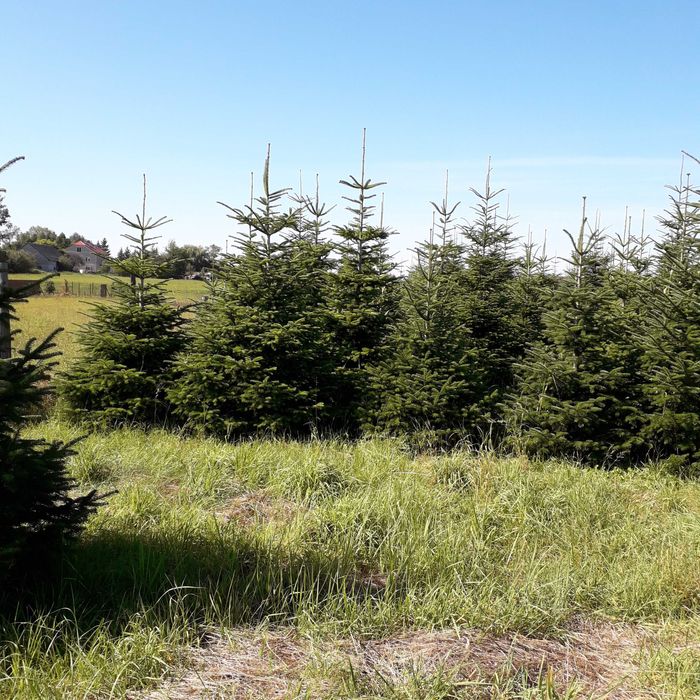 Jodła kaukaska cięta na Święta