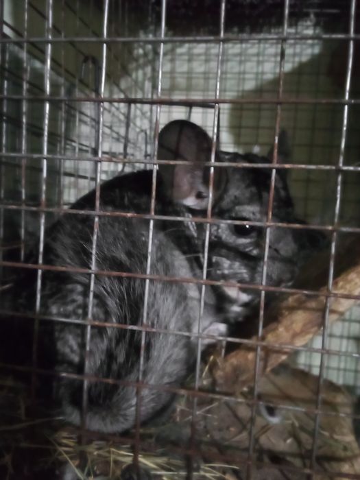 Продам ручного гризуна,дівчинка