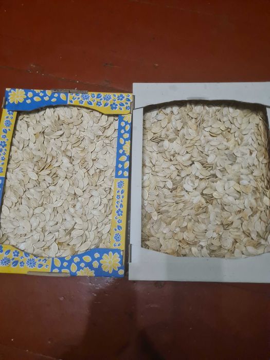 Продається гарбузове насіння