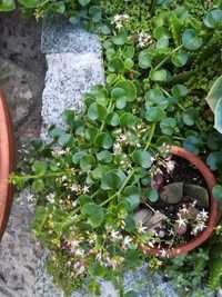 Crassula spathulata / Planta que trepa