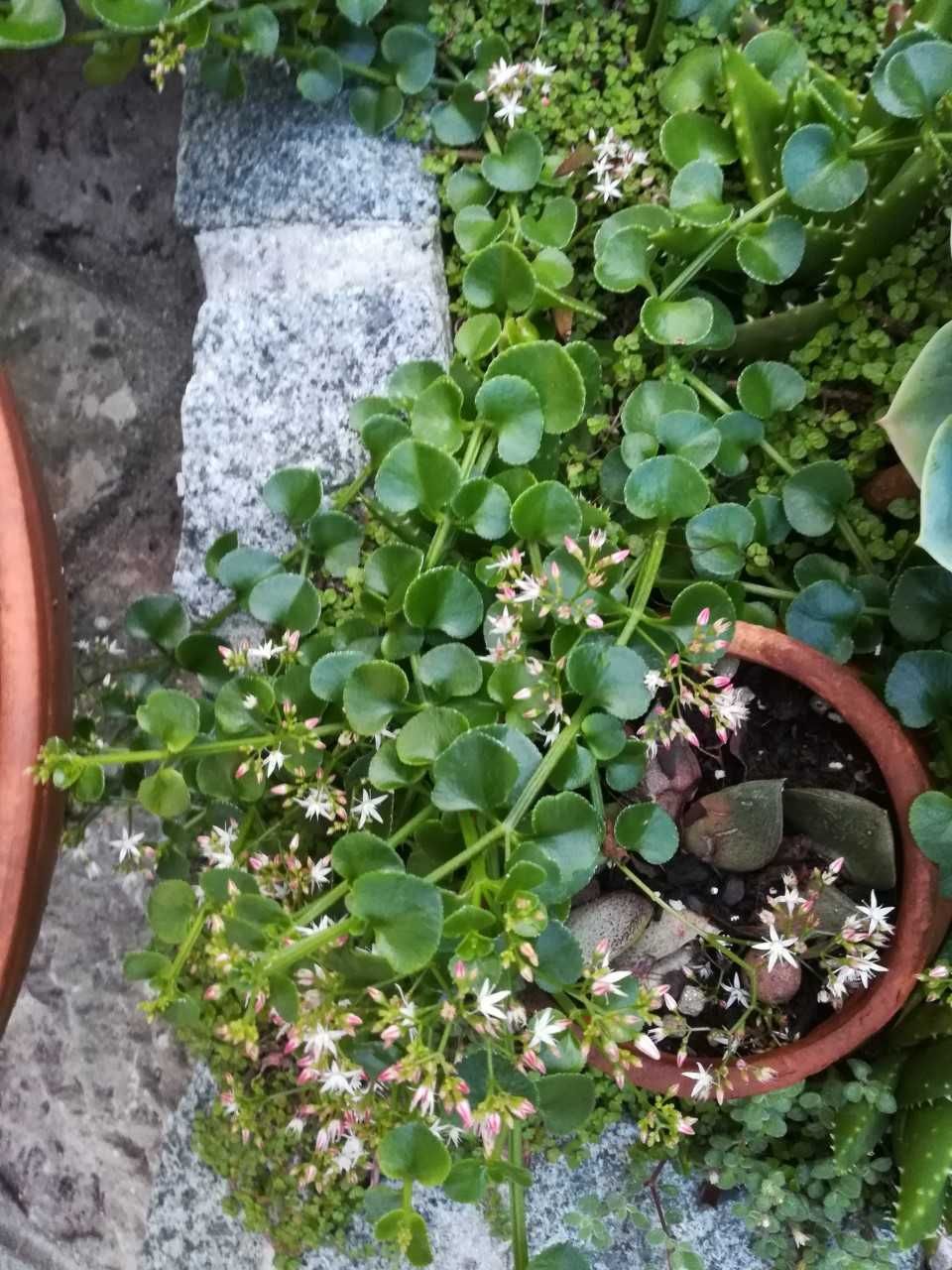 Barba de Moisés/ Planta que trepa