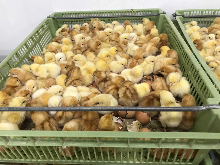 Kurczaki pisklęta nioski, brojlery, Leghorn, Greenshell, Sussex, Rosa