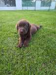 Lablador retriever