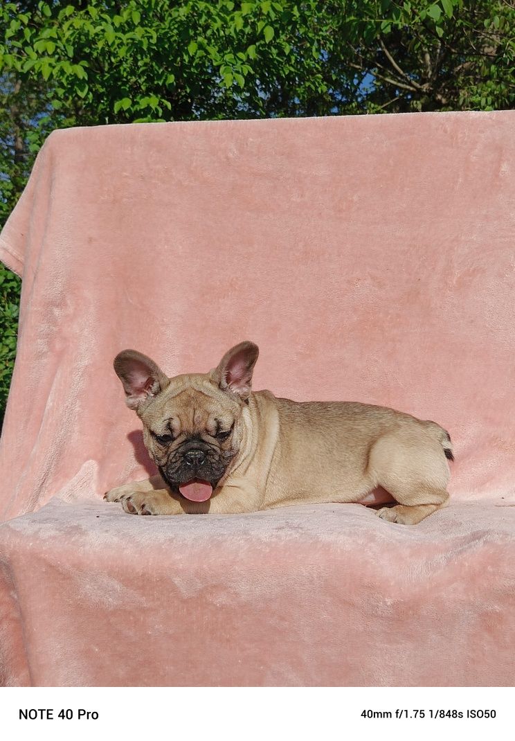 Buldog francuski