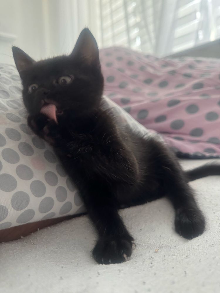 Котик в добрі руки