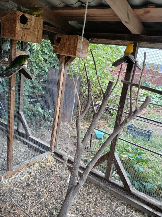 Papugi nimfy  faliste i inne